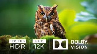 12K HDR 120fps Dolby Vision with Calming Music (Colorful Dynamic)