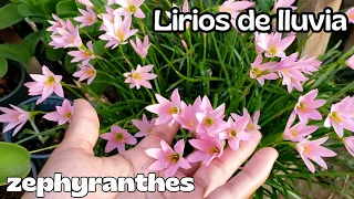 El secreto de los lirios de lluvia/ zephyrantes