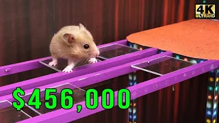 Hamster Squid Game - Glass Bridge Challenge (Part 2)