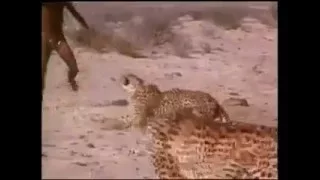 Bosquímanos y guepardos.