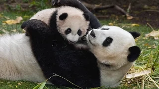 Встреча мамы панды со свои сыном прослезился лайк подписка