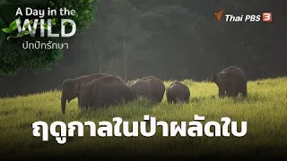 ฤดูกาลในป่าผลัดใบ | A Day in the WILD