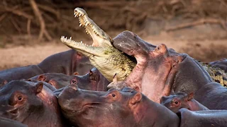 Top 10 ANIMALS With The STRONGEST BITE