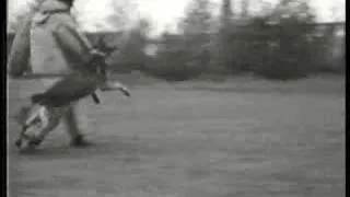 Schutzhund in Germany 1936