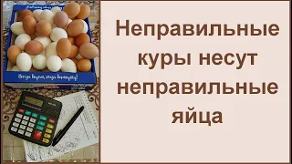 Куры несушки - простой бизнес - расходы и доходы с 37 кур