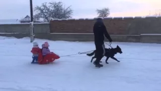 Роми в упряжке. Катаемся на санках.