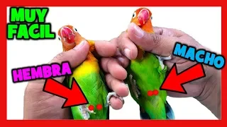 How to know if a lovebirds is male or female 🐤