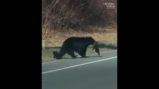 Mama Bear Struggles to cross the road with her cute little cubs 🐻 Finally Made it ❤