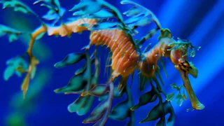 Facts: The Leafy Seadragon