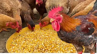 How to raise chickens in winter - what to feed chickens in winter - Chicken Farm.