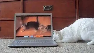 Cats reacting to cats meowing on YouTube