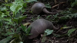 The Nine Banded Long-Nosed Armadillo