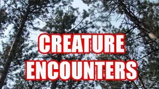 Creature Encounters | Paranormal Stories