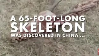 (proof dragons are real) dragon skeleton found in China
