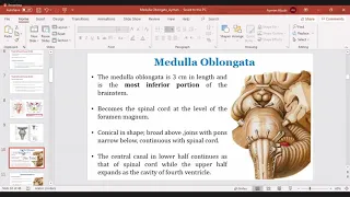 Lec. 13 | Anatomy ( Dr. Ayman ) | Brain Stem - Medulla Obolngata