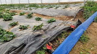 Complete Drip Irrigation Setup for High Tunnel Crops!