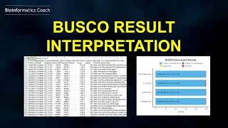 Interpreting BUSCO Result for Genome Assembly Completeness