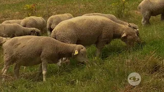 Etapa de finalización en ovinos para carne - La Finca de Hoy