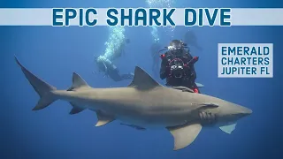 Epic shark dive with emerald charters in Jupiter Florida.