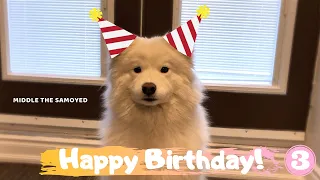 Samoyed Middle, Happy 3rd birthday! Samoyed Howling...