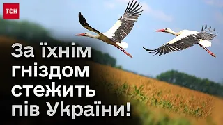 😍 Вони прилетіли, попри усі забобони! Історія вже медійної пари лелек