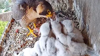 #19 🦅Falcon Babies／ハヤブサの子育て❹ 2024.4.27 PM