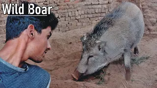 Wild Boar|A-z Information| Hindi