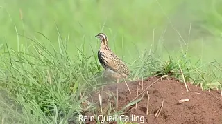 Rain Quail Calling in the Grassland