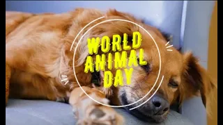World Animal Day (October 4) History Purpose and Importance