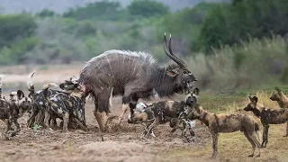 जंगली बकरे पर कहर बनकर टूटे जंगली कुत्ते  |Buck Fighting Wild Dogs & Hippos Gets Caught by Crocodile