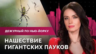 Преступность среди мигрантов в Нью-Йорке. Город перед выборами. Нашествие пауков и «Неделя пива»