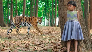 tiger attack man in the forest | tiger attack in jungle, royal bengal tiger attack