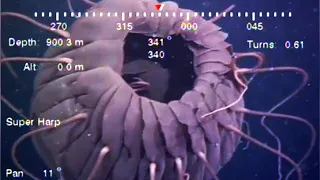 9 Strange Deep Ocean Creatures Found by Japan's ROVs № 11 🇯🇵