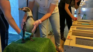 Наши пингвины улетели в Македонию 🐧