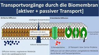 Transportvorgänge durch die Biomembran/ Stofftransport durch die Biomembran [Biologie, Oberstufe]