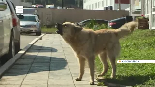 Стая агрессивных собак держит в страхе жителей микрорайона в Красноярске