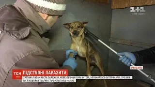 Третина безпритульних собак у Миколаєві заражена небезпечним для людей паразитом