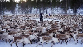 Аленьи Хороводы,если узнал себя срочно меняйся!