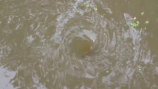 Водоворот или воронка в воде на реке Борисовка в Мытищах