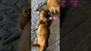 【生後35日目】母犬がいなくなって凹む可愛いミニチュアダックスの赤ちゃん#shorts #dachshund #パピー #cuteanimals #子犬