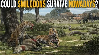 Could Smilodons Survive Nowadays?