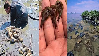 Catching Seafood 🐙🦀 Deep Sea Octopus (Catch Fish, Catch Shark, Sea Creatures) TikTok #28
