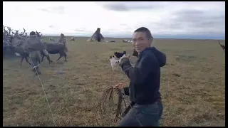 Кочевая жизнь ненцев. Видео от ненца.