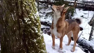 ОХОТА НА КУНИЦУ С ЗСЛ И ВОЛКОСОБОМ