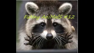 FuNny AniMalS #12 // Смешные видео с животными // Приколы с животными // Смешные животные 2020
