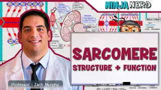 Musculoskeletal System | Sarcomere Structure: Actin & Myosin