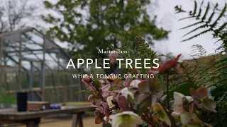 Masterclass: Apple Trees – Whip & Tongue Grafting