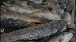 Производство товарной рыбы увеличат в Атырауской области