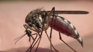 Preparing for mosquito season