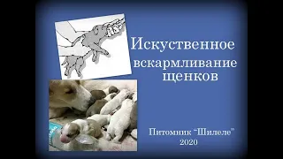 Искуственное вскармливание щенков. Питомник"Шилеле".